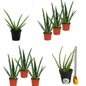 Bitki Dünyam 3 Adet Aloevera Aloe Vera