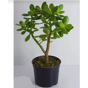 Bitkim Sende Bonsai Crassula Ovata Para Ağacı