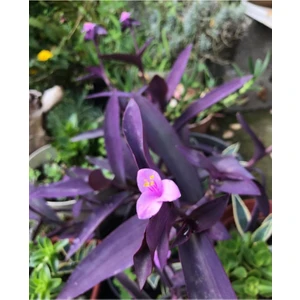 Bitkim Sende Mor Telgraf Çiçeği Saksılı