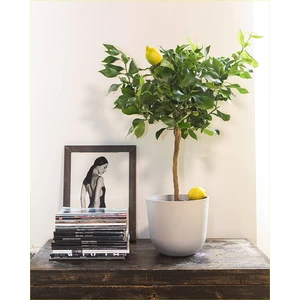 Bitki Dünyam Dekoratif Saksıda Limon Ağacı