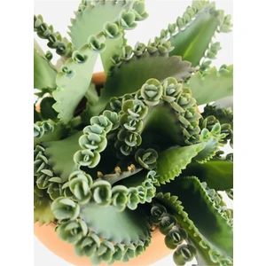 Bitki Dünyam Aşkın Göz Yaşları / Kalanchoe Daigremontiana