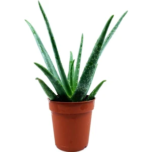 Bitki Dünyam Aloe Vera Çiçeği