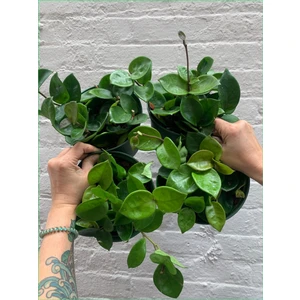 Bitki Dünyam Mum Çiçeği Hoya Carnosa 8.5 Saksıda