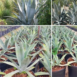 Bitki Dünyam Agave Salmiana Doğa Flora