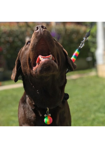 Ayarlanabilir Boğma Köpek Eğitim Antreman Itaat Boyun Tasması