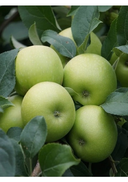 Aşılı Yeşil Elma ( Granny Smith ) Fidanı 3 Yaş
