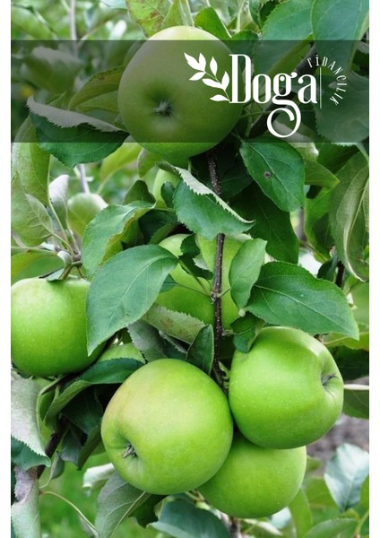 ( 6 Adet ) Aşılı Yeşil Elma ( Granny Smith ) Fidanı 3 Yaş