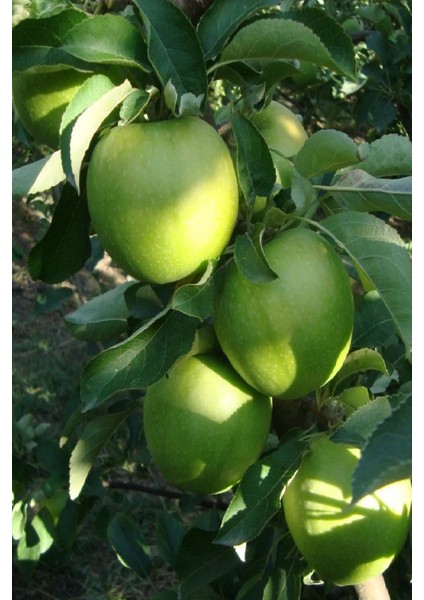 ( 6 Adet ) Aşılı Yeşil Elma ( Granny Smith ) Fidanı 3 Yaş fiyatları