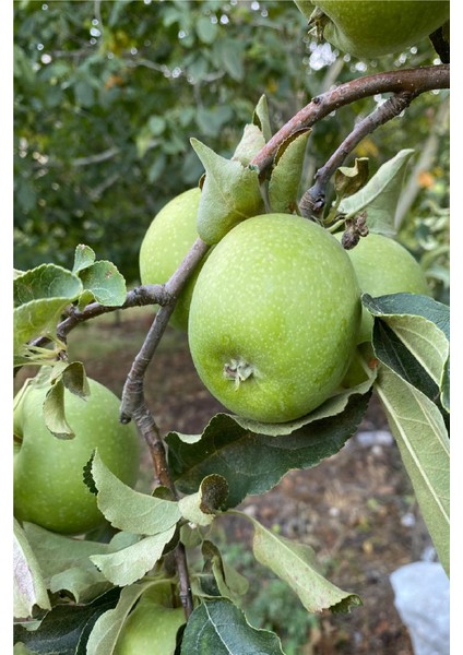 ( 6 Adet ) Aşılı Yeşil Elma ( Granny Smith ) Fidanı 3 Yaş modelleri