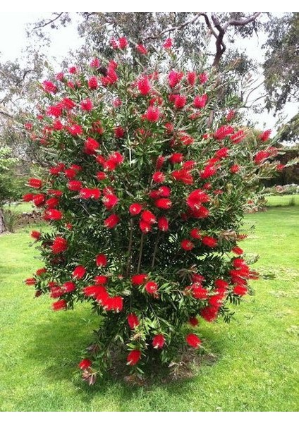 Fırça Çalısı Fidanı [ Callistemon Speciosus ]40 60 cm Boylarında