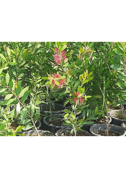 Fırça Çalısı Fidanı [ Callistemon Speciosus ]40 60 cm Boylarında