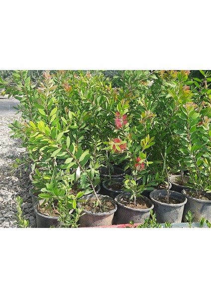 Fırça Çalısı Fidanı [ Callistemon Speciosus ]40 60 cm Boylarında