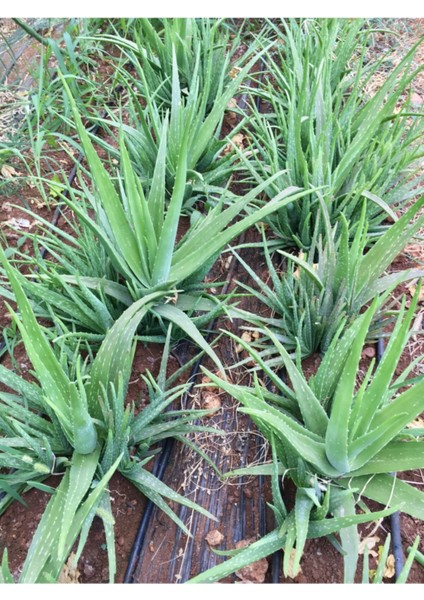 2 Adet Aloe Vera Fidanı (30-35 Cm) Köklü Saksısız Kozmetik Türü Barbadensis Miller