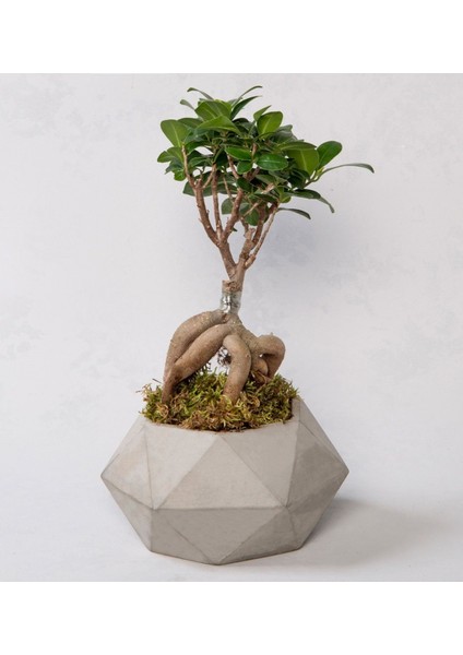 Bonsai Geometrik Beton Saksıda