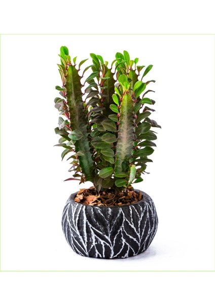 Süt Ağacı Dekoratif Saksıda Sütleğen 01