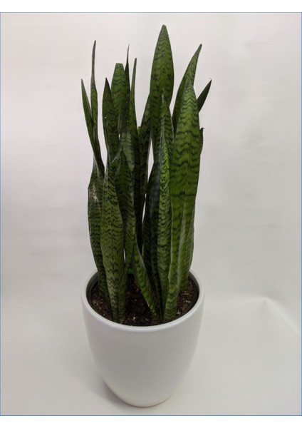 Peygamber Kılıcı Paşa Kılıcı Dekoratif Özel Saksılı 0101