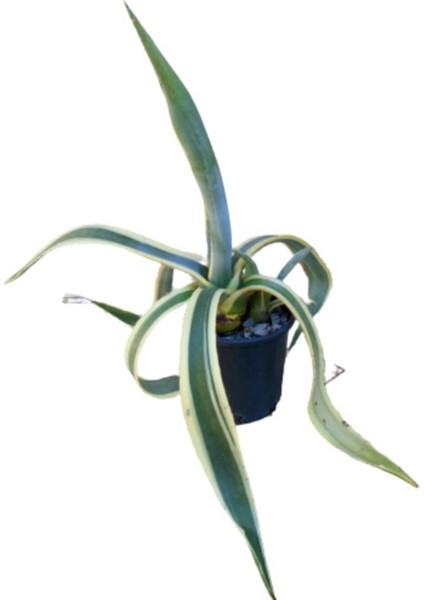 Kaktüs Agave