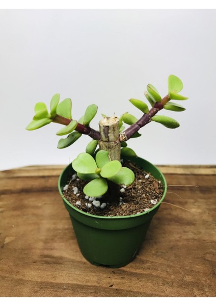 Portulacaria Afra Sukulent
