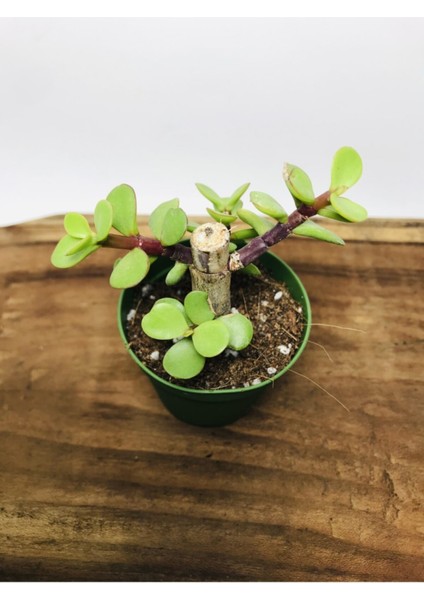 Portulacaria Afra Sukulent