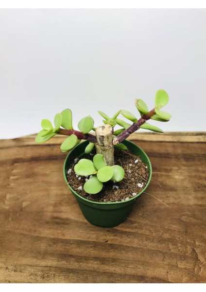 Portulacaria Afra Sukulent