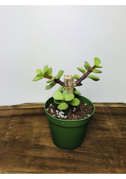 Portulacaria Afra Sukulent