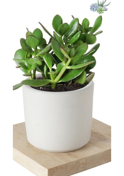 2 Adet Crassula Ovata Şans Para Çiçeği Şık Dekoratif Saksıda