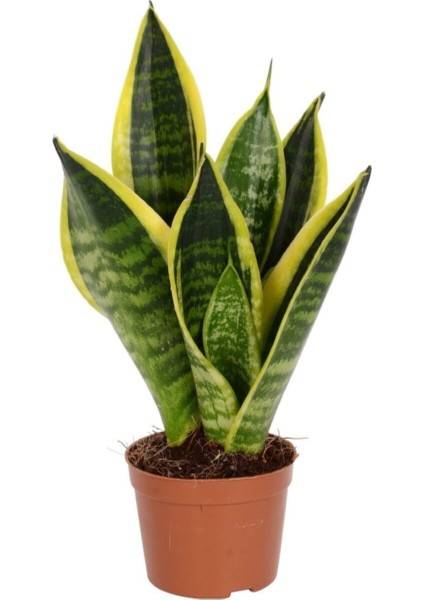 Peygamber Kılıcı Sanseveria