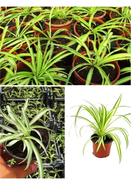 Kurdele Çiçeği (Hızlı Yavru Veren Cinsi)