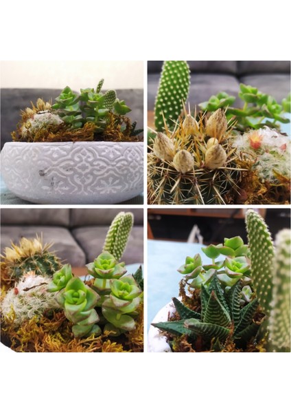 Dekoratif Taş Saksıda Sukulent Kaktüs Aranjmanı
