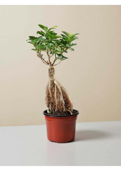 Bonsai Ficus Ginseng