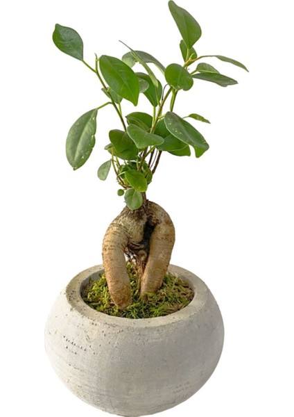 Beton Uranüs Saksıda Mini Ficus Ginseng Bonsai