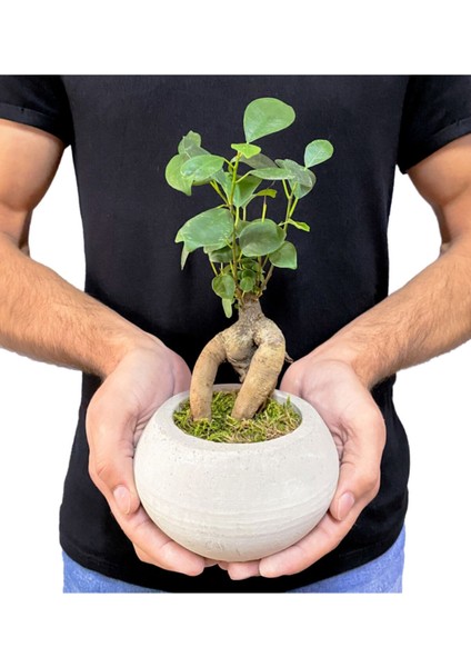 Beton Uranüs Saksıda Mini Ficus Ginseng Bonsai modelleri