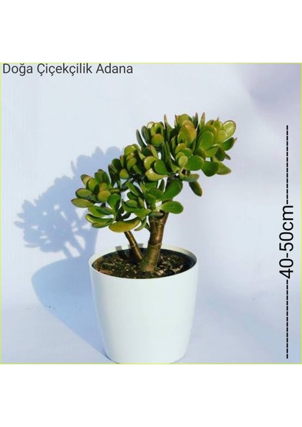 Para Ağacı Bereket, İyi Şans ve Para Çiçeği Crassula Ovata 0102