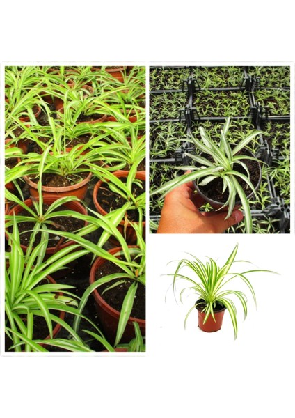 Kurdele Çiçeği (Hızlı Yavru Veren Cinsi)