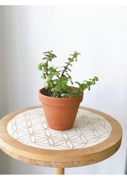 Portulacaria Afra Para Bitkisi