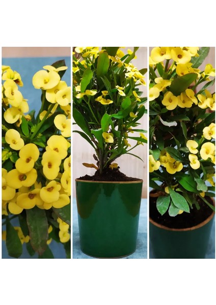 Seramik Saksıda Büyük Sarı Dikenler Tacı