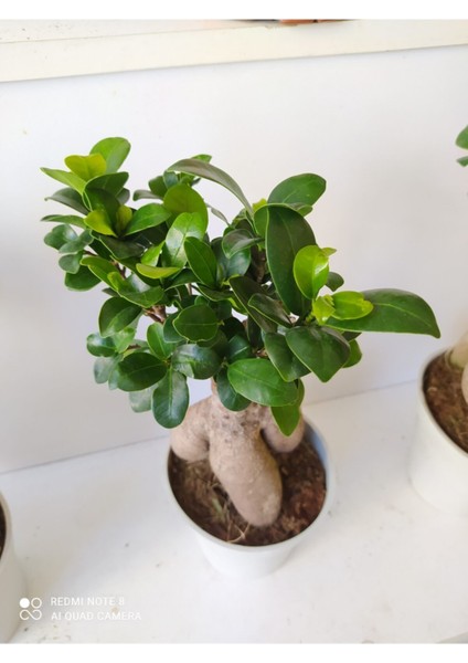 Bonsai Ağacı fiyatları