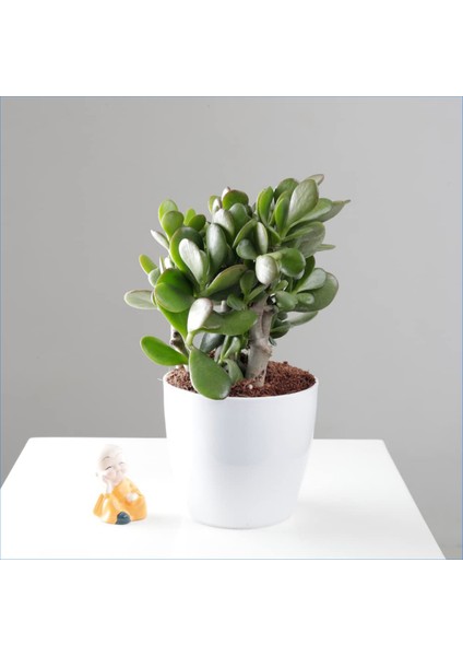 Yetişkin Para Ağacı Bereket İyi Şans ve Para Çiçeği Crassula Ovata Özel Beton Saksıda