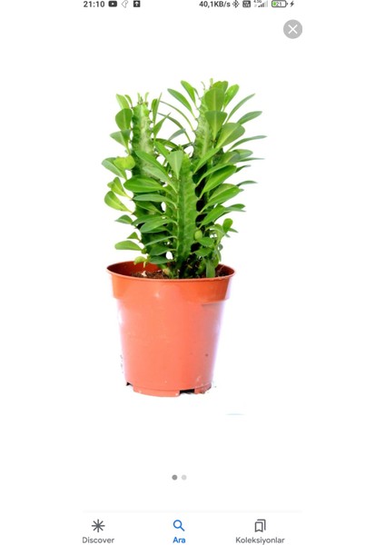Euphorbia Trigona Süt Ağacı 8.5 cm Kampanya