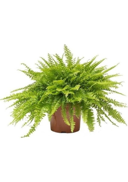 Nephrolepis "aşk Merdiveni" Askılı