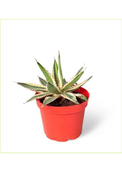 3 Adet Alacalı Agave 8.5 Saksılı Nmsn