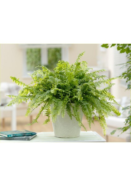 Dekoratif Saksıda Aşk Merdiveni 000101