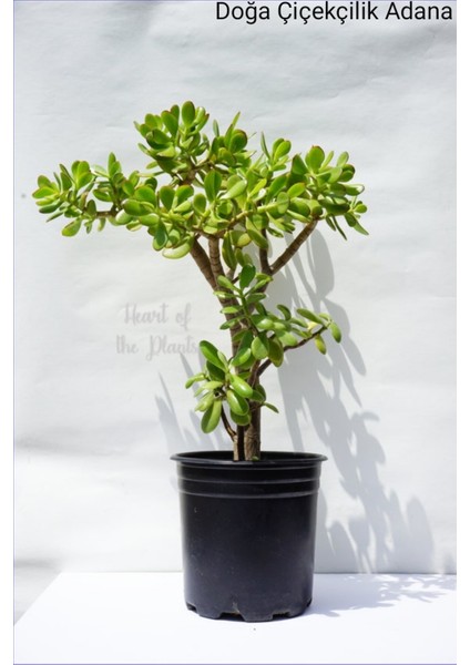 Büyük Boy Para Çiçeği, Para Ağacı, Bereket Ağacı Crassula Ovata