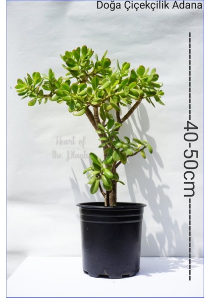 Para Ağacı Para Çiçeği Crassula Ovata