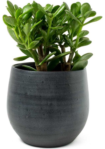 Taş Saksıda Para Çiçeği Crassula Ovata Şans ve Bereket Çiçeği