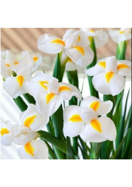 Golden Beauty Iris Süsen Karışık Renkli Soğanı 20 Adet fiyatları