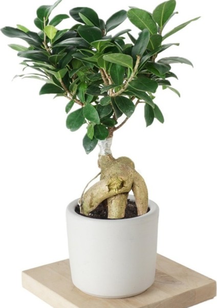 Ficus Ginseng (Bonsai Ağacı)