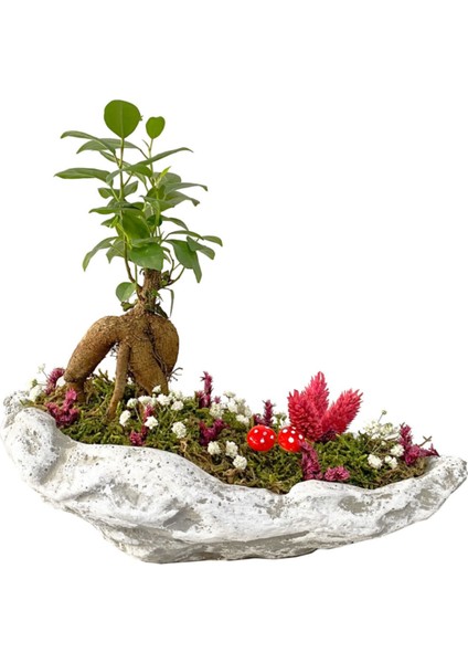 Beton Kaya Saksıda Mini Ficus Ginseng Bonsai