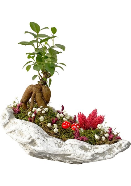 Beton Kaya Saksıda Mini Ficus Ginseng Bonsai fiyatları