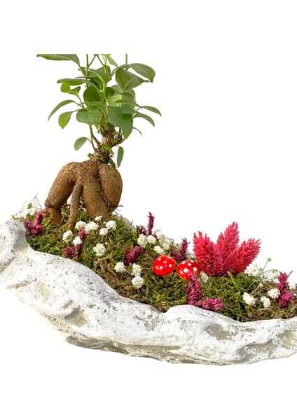 Beton Kaya Saksıda Mini Ficus Ginseng Bonsai modelleri